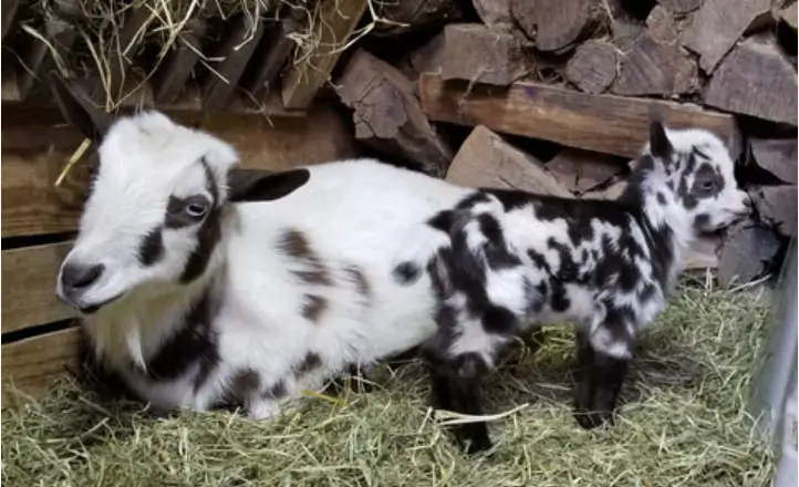 Goat Gestation Calculator: Exact Due Date & Kidding Chart